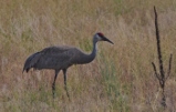 sandhill crane